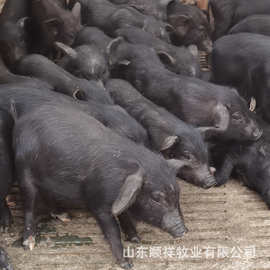 藏香猪一窝产几头 哪里卖黑猪苗活体猪养殖 陆川母猪种猪出售