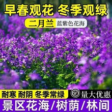 二月兰花卉花籽种籽春秋冬活花海种孑易活四季盆栽诸葛菜种子耐寒