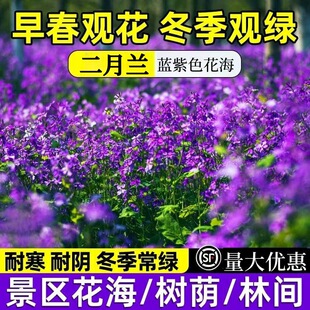 February Orchid Flower Seeds, Spring, Autumn and Winter Live Flower Sea Seeds, Easy-To-Live Four-Season Potted Zhuge Cabbage Seeds, Cold-Resistant