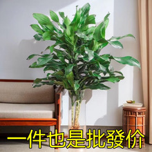 ˮ���ݼy�F���Կ͏d��ؔ�Gֲ���F������՚�����ȩ�ļ�����ֲ��