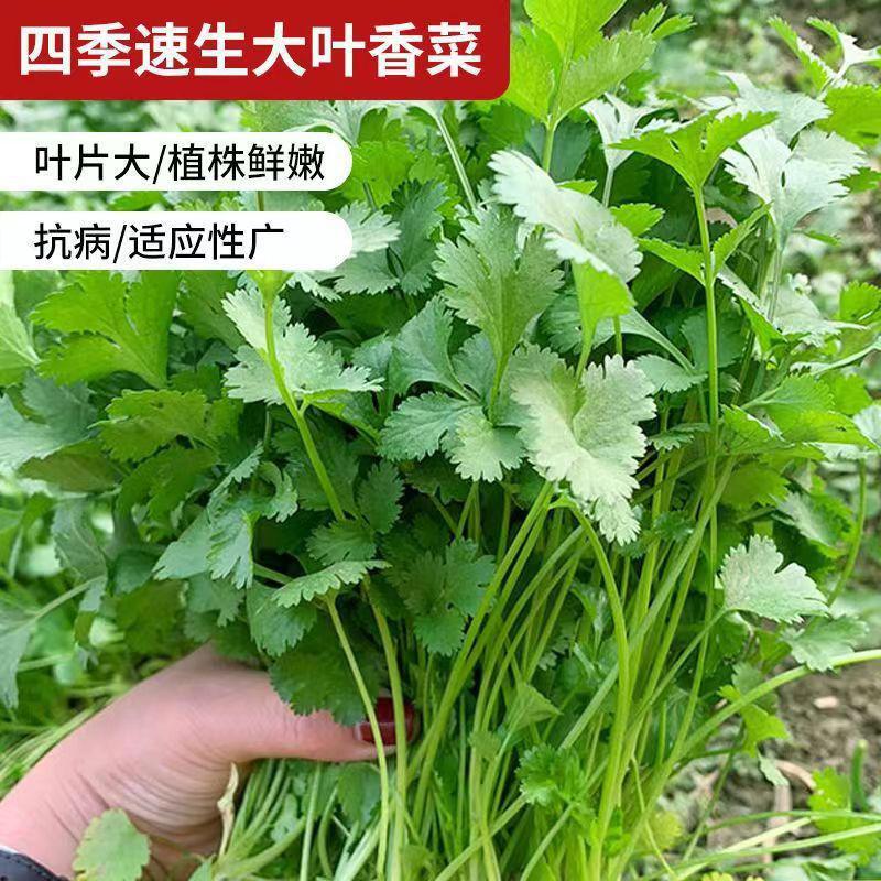 coriander seeds coriander seeds vegetable seeds big leaf four seasons easy to grow balcony indoor potted seeds vegetable seeds