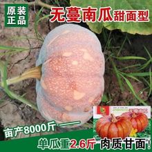 无蔓南瓜种子大全板栗味栗南瓜种孑窝瓜种籽原装种子大全批发代发