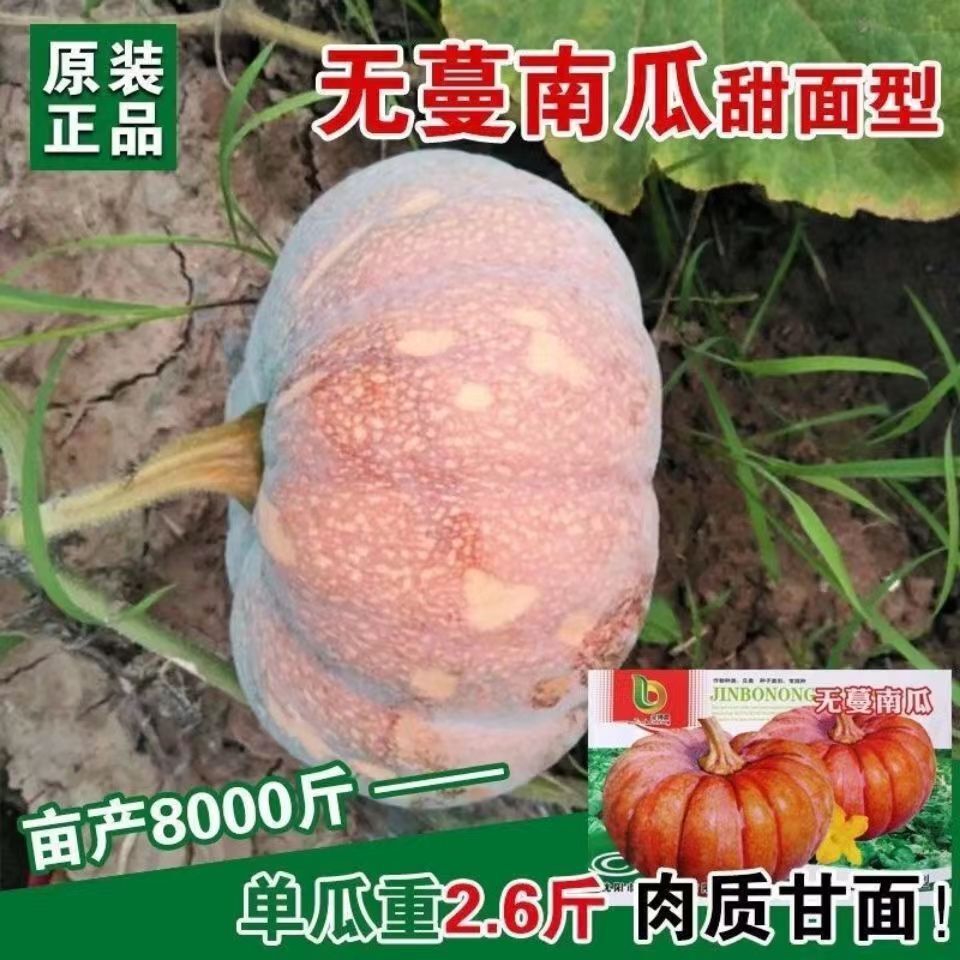 无蔓南瓜种子大全板栗味栗南瓜种孑窝瓜种籽原装种子大全批发代发