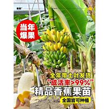 �����㽶�������Ե��԰Ž��۽��ͺ��㽶���ϱ���ͥԺ�ļ��������