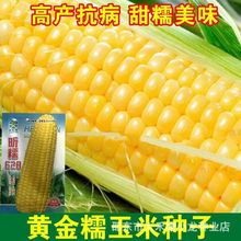 昕糯628玉米籽甜加糯黄糯玉米种子非转基因原装四季蔬菜种子大全