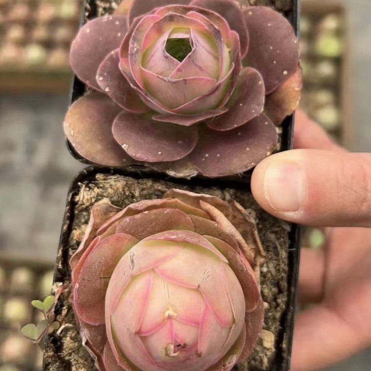 帕瑞米尔山地玫瑰实拍7cm盆色实物拍摄 择优发货