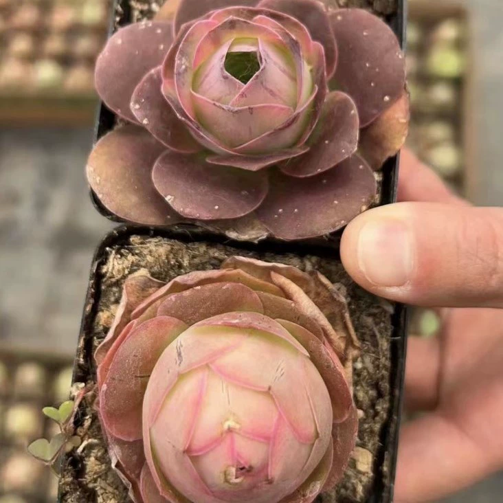 Парамир Гора Роза Реальный выстрел 7 см Бассейн Цвет Реальный выстрел Льготная доставка