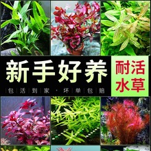 水草植物鱼缸造景新手阴性定植套餐蜈蚣草绿菊水榕沉木水培真水草