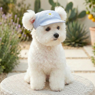 PETCIRCLE��ñ�ӌ������ñ؈؈ñ�����հ���ñ�Ӽ��ό���ñ��