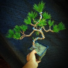 造型黑松老桩五针松小苗盆景短针绿植四季常青耐寒迎客松阳台室内