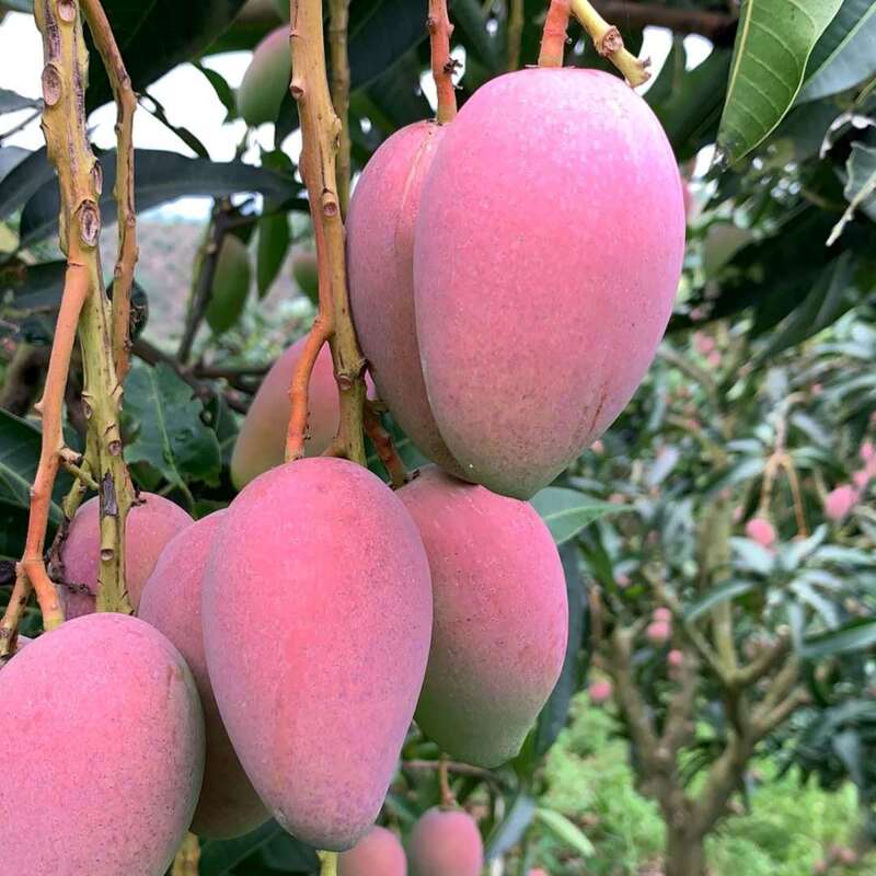 Hainan Guifei Mango, Fresh and in Season, Freshly Picked, Nine-Tenths Ripe, Direct Delivery from the Place of Origin, 2.5kg 5kg Large Fruits, Dropshipping Available