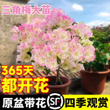 绿樱三角梅盆栽带花卉名贵绿植四季开花植物室内阳台耐寒多色老桩