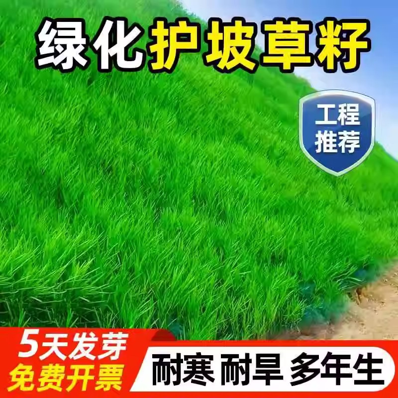 草坪种子护坡草籽黑麦草高羊茅矮生四季青百慕大地毯草耐旱狗尾草
