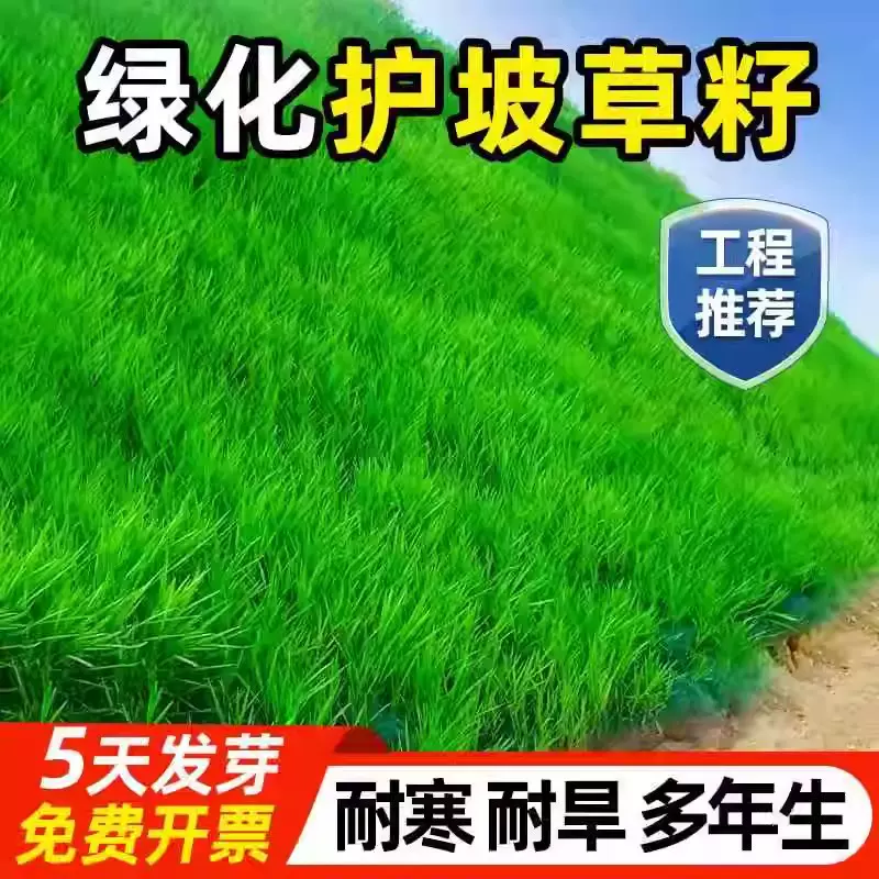 草坪种子护坡草籽黑麦草高羊茅矮生四季青百慕大地毯草耐旱狗尾草