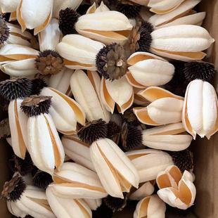 [Sisal Fruit] Yunnan Handmade Dried Flowers, Plant Shells, Dried Flowers Wholesale, Flower Arrangements, Creative Ornaments and Decorative Props