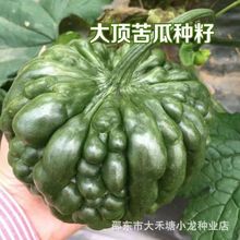 大顶苦瓜苹果苦瓜新鲜生吃不苦甘甜水果阳台盆栽四季播种蔬菜种子