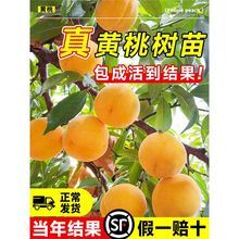 SҘҘ綬Ҽ޽ϱͥԺļNֲ箔Y