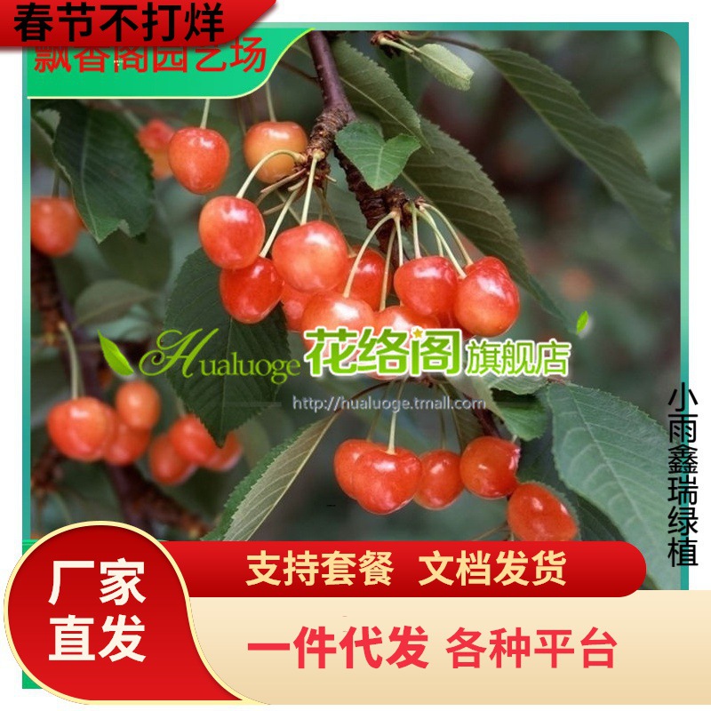 批发樱桃实生苗 山樱 毛樱 嫁接樱桃砧木 大量有货 樱桃实生苗