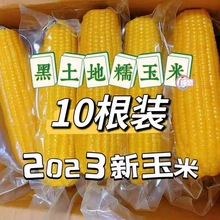 【秋季新摘】2023头茬东北黄糯玉米10根装香甜黏糯粘新鲜