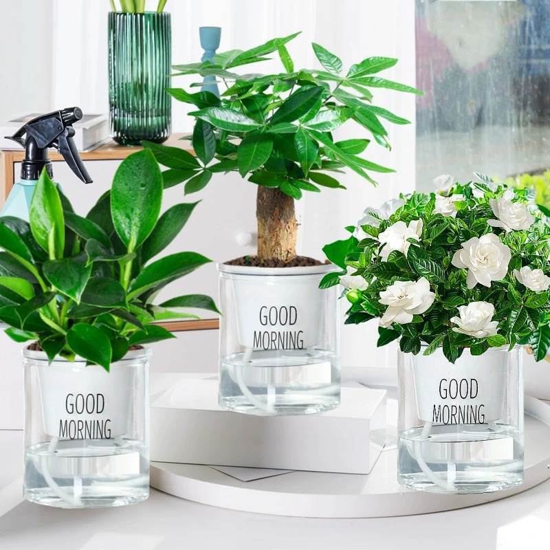 골든 다이아몬드 + 치자나무 + 머니트리 + 굿모닝 대야 3개 + 영양액