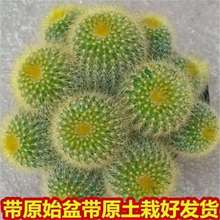 ����ֲ���z�� ���������Խ�z�����Խ�z��Ⱥ�����莧���Ժ�