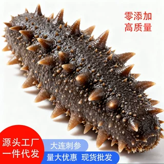 即食海参批发大连海参辽参刺参鲜食冷冻孕妇滋补低温冷蒸源头直发