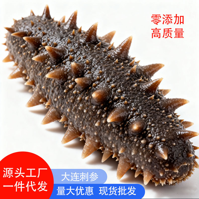 即食海参批发大连海参辽参刺参鲜食冷冻孕妇滋补低温冷蒸源头直发