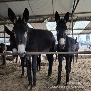 ���w�������HС�H�x���^�H ë�H�B��ֳǰ�� �B10�^���Hһ�������