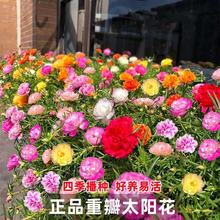 ذ̫ꖻNӻɫļ׻̨ԻܷNӈ@־G