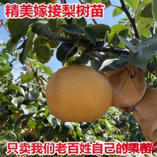 嫁接梨树苗果树苗翠冠梨黄金梨鸭梨南方北方种植盆栽地栽当年结果