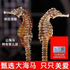 大商品卸売り大海馬泡酒料膨腹海馬刺海馬三斑海馬母ペアサポート代発
