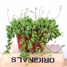 ����ֲ�����˜I���m���Դ��������µ��m �ش� �����¶���������