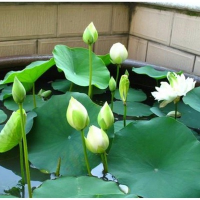 碗蓮水培荷花植物種子四季室內開花水養睡蓮根塊種藕蓮花種籽盆栽