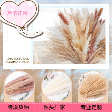 云南工厂亚马逊跨境蒲苇拂尘兔尾草天然干花花束批发真花潘帕斯草
