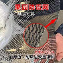 源头厂家直销防冰雹防鸟神器大棚果园专用防雹网防鸟网抗老化耐用