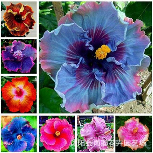 Hibiscus Seeds, Beautiful Japanese Hibiscus Sunflower, Large Double-Petaled Hibiscus Coral Flower on the Balcony of the Courtyard