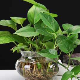 创意水培花器绿萝 花边生态透明 圆形玻璃 金鱼缸 乌龟缸  斗鱼缸