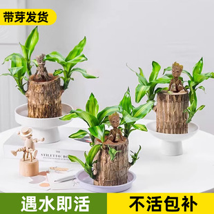 Brazilian Wood Small Potted Water-Cultured Groot Hydroponic Sapling Stump Indoor Plant Office Green Plant Lucky Wood