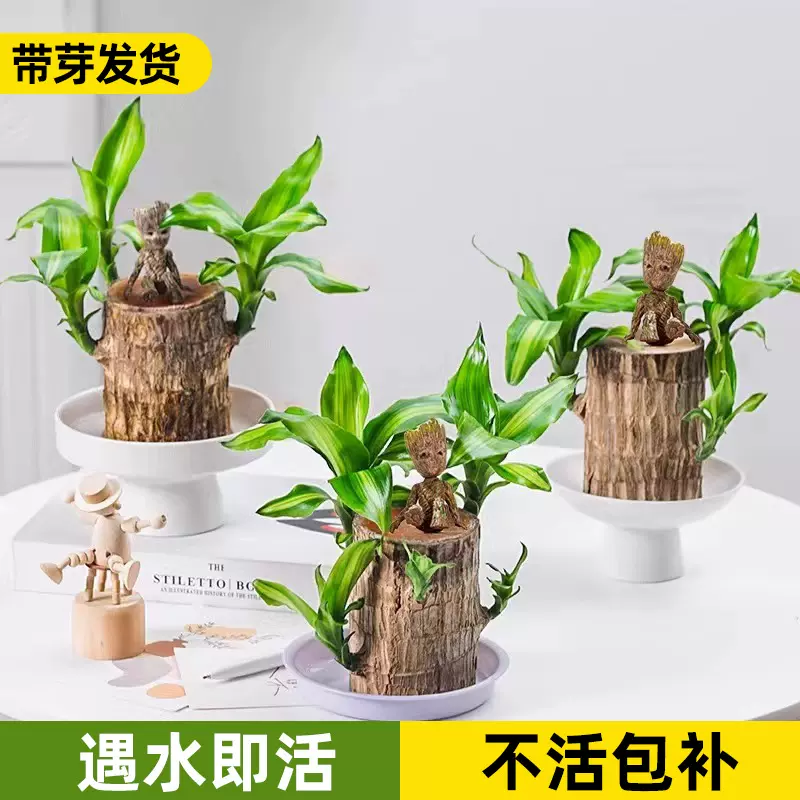巴西木小盆栽水养格鲁特水培带芽树桩室内植物办公室绿植幸运木