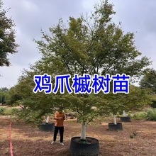 鸡爪槭树苗红槭树枫叶鸡爪枫叶鸡爪槭树8-20公分鸡爪槭树红枫树