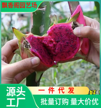 红心火龙果树苗家庭阳台庭院四季南北种植盆栽水果种苗当年结果