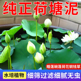 Factory Direct hair lotus pond mud bowl lotus water lily special soil aquatic plant nutrient soil lotus pond mud lotus flower mud