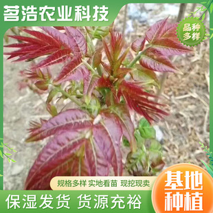 �t���㴻���ļ��ɲ�ժ�㴻����F�ڬF�u����Y���t���㴻��