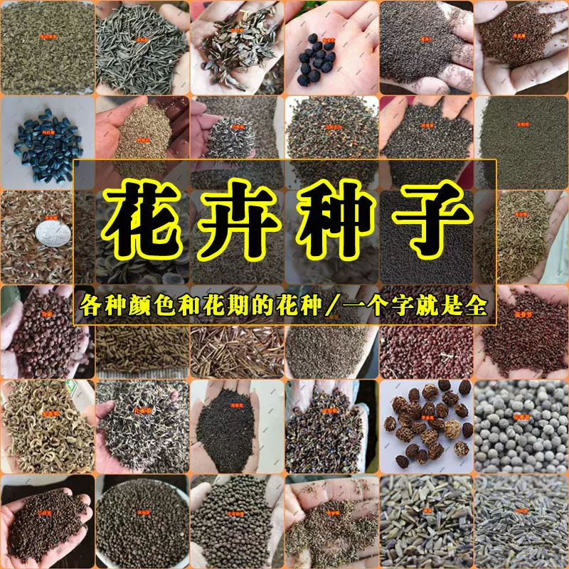 批发波斯菊种子野花组合花种百日草花籽二月兰景观花卉种花卉种子