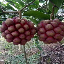 黑老虎树苗 黑老虎苗特色水果树苗布福娜苗盆地栽南北方庭院可种