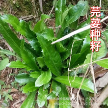 ܾݴ�N������ļ��Ͼ�ܾݴ�N�Ӵ��۴�����Ϸ����Ұ���߲˷N��