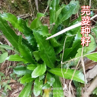 ܾݴ�N������ļ��Ͼ�ܾݴ�N�Ӵ��۴�����Ϸ����Ұ���߲˷N��