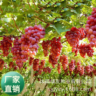 ���l����ˮ���½������·N������ͥԺ������̴��l�ļ��ײ�