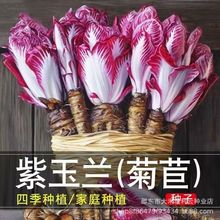 紫玉兰菜高钙红菊苣软化菜阳台夏季蔬菜种子生吃沙拉蔬菜种子大全