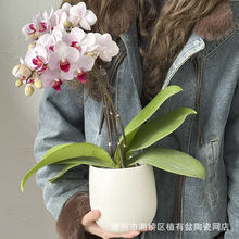 蝴蝶兰北欧简约花盆陶瓷简约浮雕竹芋花烛绿植盆栽桌面盆栽